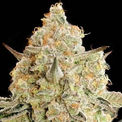 Advanced Seeds Apple Fritter semena neobsahují THC 3 ks