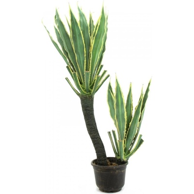 Orchidej kaktus, 160 cm