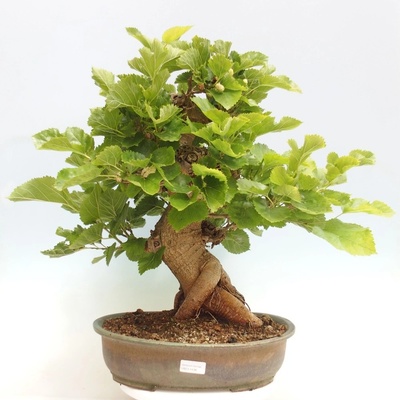 e-bonsai Venkovní bonsai -Morus alba - moruše