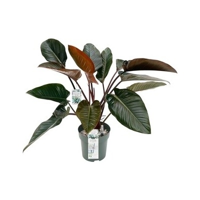 Philodendron red beauty 30 x 110 cm