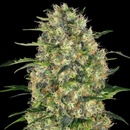 Sensi Seeds Black Domina semena neobsahují THC 3 ks