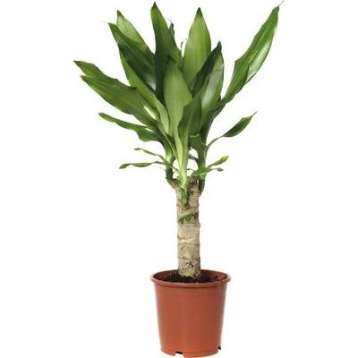 Dračinec FloraSelf Dracaena fragrans 'Steudneri Green' 40-50 cm květináč Ø 11 cm