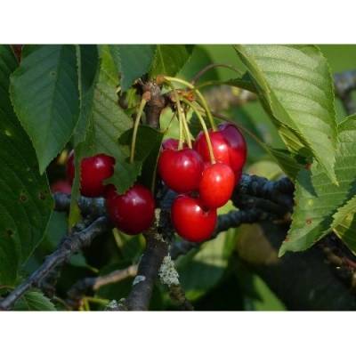 Čerešňa vtáčia (Prunus avium) ´SUMMIT´ - stredne skorá, výška 120-150 cm, voľnokorenná