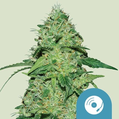 Royal Queen Seeds Joanne's CBD 0 % THC 5 ks Balenie: 1 ks