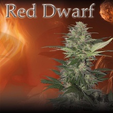 Buddha Seeds Red dwarf semena neobsahují THC 10 ks