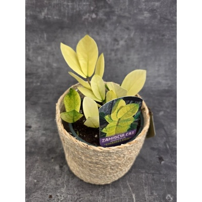 Zamioculcas Chameleon 14 cm