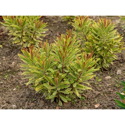 Mliečnik Ascot Rainbow - Euphorbia, kont. 0,5 l