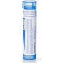 Solanum Malacoxylon gra.1 x 4 g 9CH