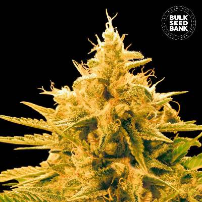 Bulk Seed Bank Ananas Funk semena neobsahují THC 10 ks