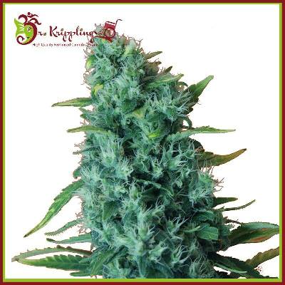 Dr. Krippling Seeds Gorilla Infested Gelato AUTO semena neobsahují THC 10 ks