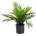 Areca palma, 46 cm