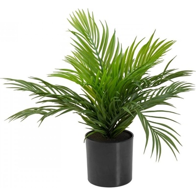 Areca palma, 46 cm