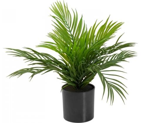 Areca palma, 46 cm