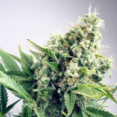 Ministry of Cannabis AUTO White Widow semienka neobsahujú THC 5 ks