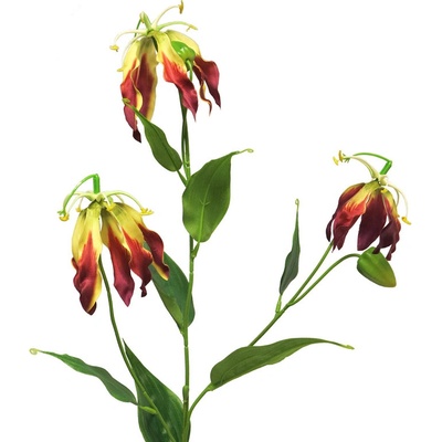 Glorióza - Gloriosa Michelle červená / burgundy 84cm