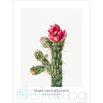 Принт Кактус Walking Stick Cholla, Мери Во Уолкът - репродукция (Print1022)