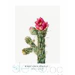  Принт Кактус Walking Stick Cholla, Мери Во Уолкът - репродукция (Print1022)