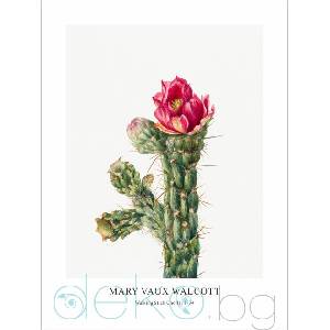  Принт Кактус Walking Stick Cholla, Мери Во Уолкът - репродукция (Print1022)