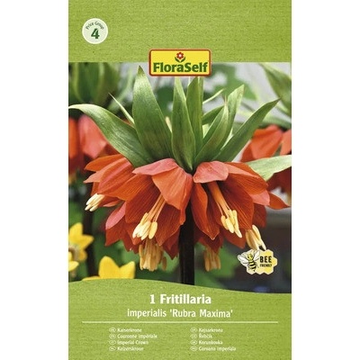 Řebčík královský FloraSelf 'Imperialis Rubra' 1 ks červený