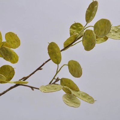 Měsíčnice (Lunaria) větev zelená 84 cm
