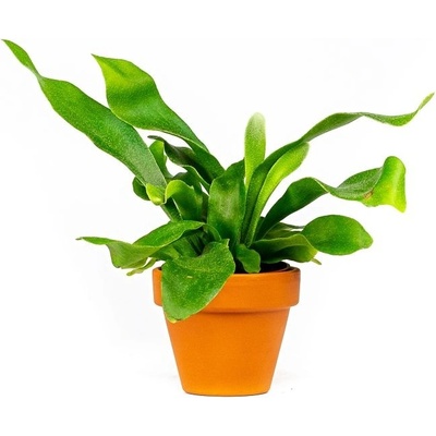 Gardners Platycerium bifurcatum, průměr 6 cm Parožnatka