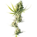 Sensi Seeds Durban semena neobsahují THC 3 ks