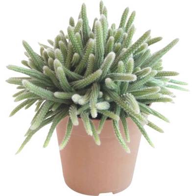 Ripsalis bobulonosný FloraSelf Rhipsalis horrida výška cca 15 cm květináč Ø 12 cm