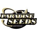 Paradise Seeds Vertigo Auto semena neobsahují THC 3 ks