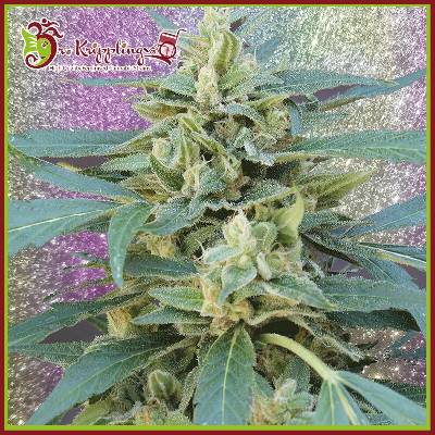 Dr. Krippling Seeds Jammy Auto semienka neobsahujú THC 1 ks