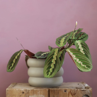 Maranta Leuconeura Fascinator