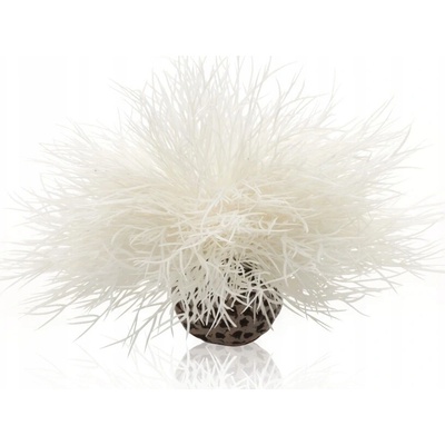 Biorb Liliovník bílý 14 cm 46078