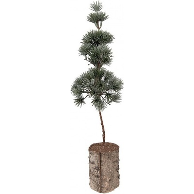 Clayre & Eef Vánoční dekorace jehličnatý stromek na dřevě - 14*14*45 cm – Hledejceny.cz