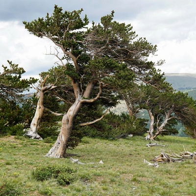 Borovice osinatá Pinus aristata semena 5 ks – Hledejceny.cz