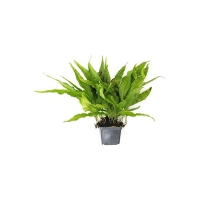 Microsorum pteropus XXL