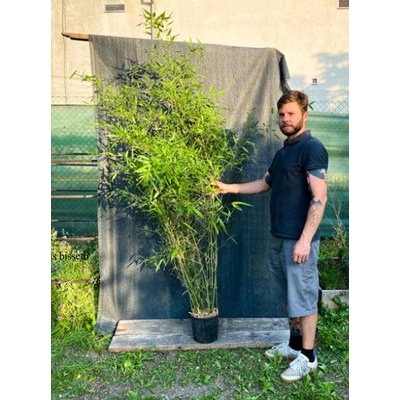 Phyllostachys Bissetii L: 1 3 stébla 180-250 cm