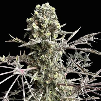 TerpyZ Mutant Genetics Mentha de Croco Bx regular semienka neobsahujú THC 10 ks
