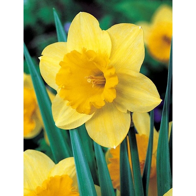 Narcis CARLTON - narcissus – Hledejceny.cz