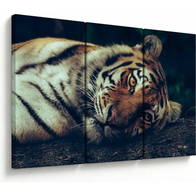 Obraz - Tygr Sibiřský, třídílný 120x80 cm – Hledejceny.cz