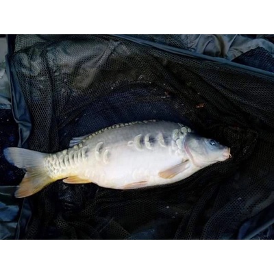 Prologic Hooks XC1 vel.8 10 ks