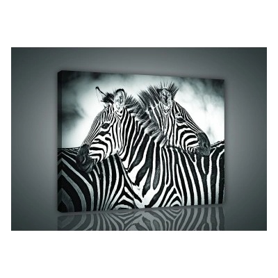 Obraz na plátne obdĺžník - OB0951 - Zebry 80cm x 60cm - O6