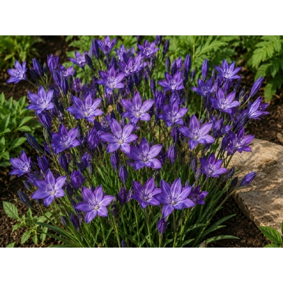 Triteleia 'Corrina' 5 ks