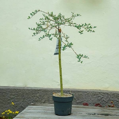 S Salix repens Iona 90cm/3 vrba plazivá NL, živá rostlina – Hledejceny.cz