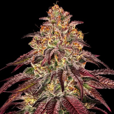 Barney's Farm Mimosa X Orange Punch Auto semienka neobsahujú THC 5 ks