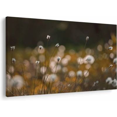 Obraz - Lúka s cottongrass N⁰2, jednodielne 150x100 cm