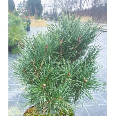 Pinus sylvestris 'Hibernia' Prodejní velikost: 040/060, Velikost hrnku: 7,5 l – Hledejceny.cz