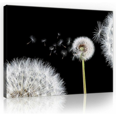 Consalnet Obraz na plátně: Pampeliška (1) - 75x100 cm