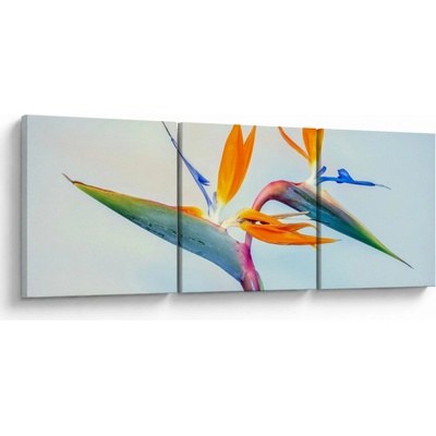Obraz kvetu Strelícia, trojdielne 120x40 cm