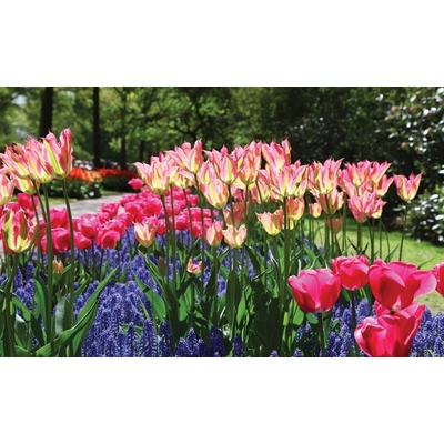 Preinterier FT5125 Fototapeta na stenu Farebné tulipány vlies 152cm x 104cm