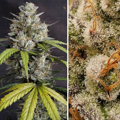 Dutch Passion Auto Melonade Runtz semienka neobsahujú THC 7 ks