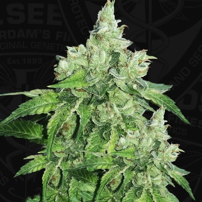 T.H. Seeds Citron Givré (Lemon Sorbet) semienka neobsahujú THC 6 ks